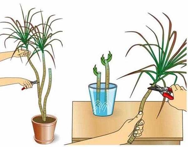 eiben hochstamm Taxus baccata auf Stamm