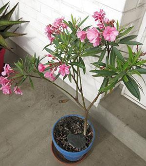 Oleander mieluummin valoisa, ilmastoitu paikka