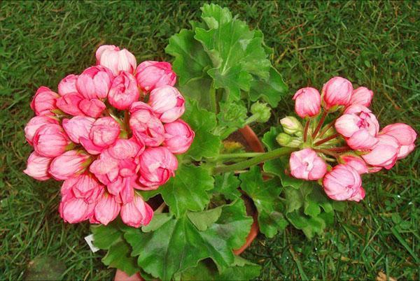 Pelargonium-tulppaani Patricia Andrea
