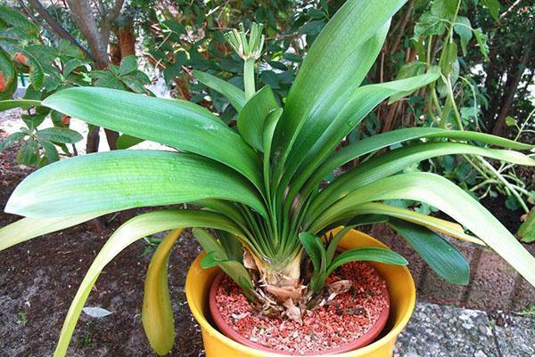 Clivia siirretään parhaiten muovipannussa