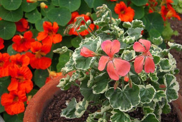 Monipuolinen sisätilojen geranium