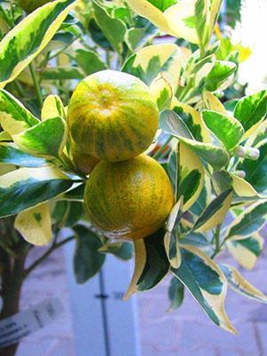 Kirjava calamondin tuottaa hedelmää