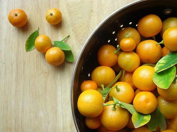 Calamondin-hedelmät