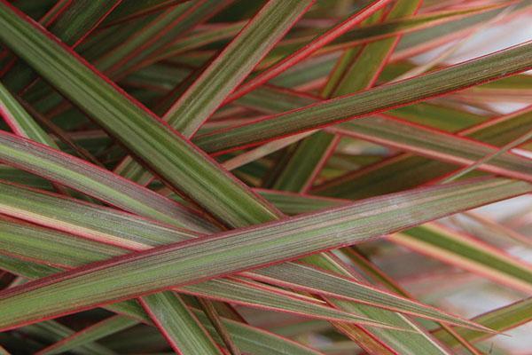 Dracaena marginata -lehden tiheä langallinen lehvistö