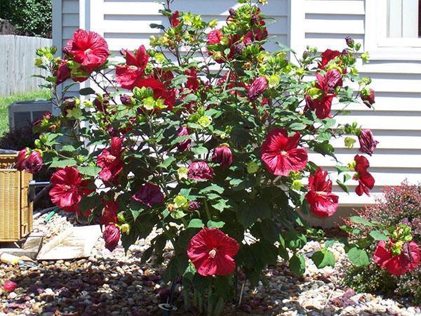 Hibiscus kukkii elokuun lopulla