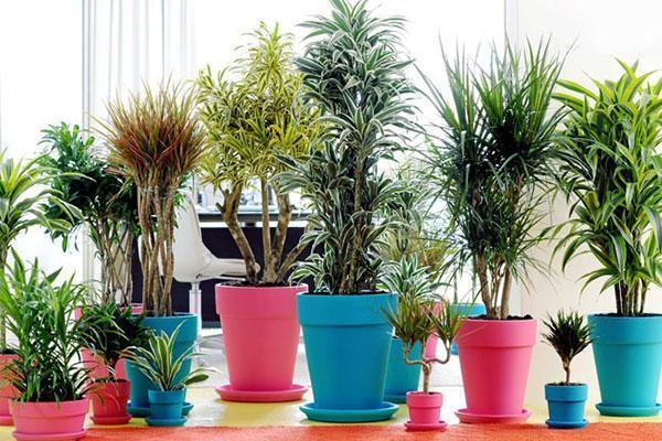 Erilaiset dracaena-tyypit kotona