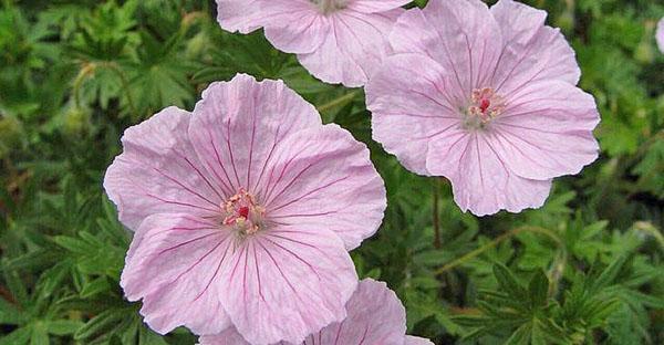 Puutarhan geranium lisääntyy hyvin siemenillä