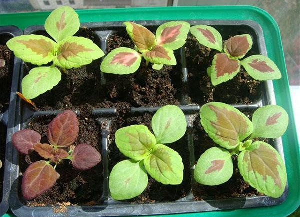 Coleus-taimet