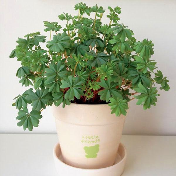 Hopeanvihreä lehvistö Oxalis adenophylla