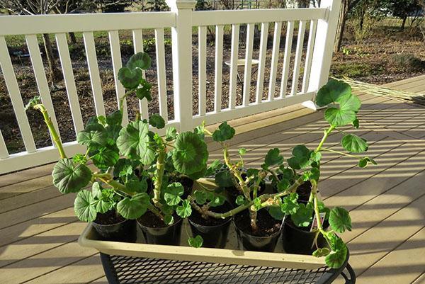 Leikkaa pelargoniat lehtisolmun yli