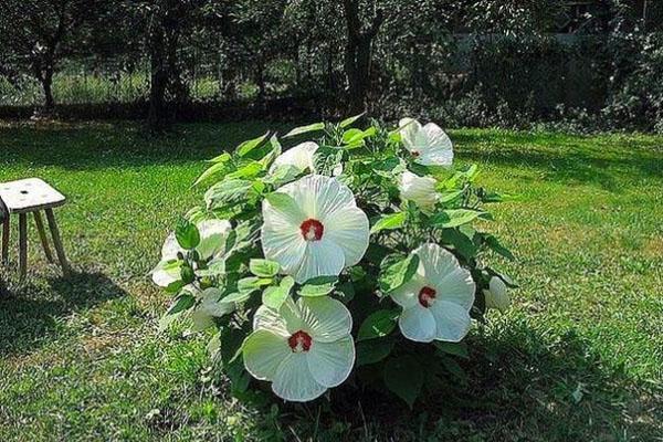 Yrttihibiscus tontilla