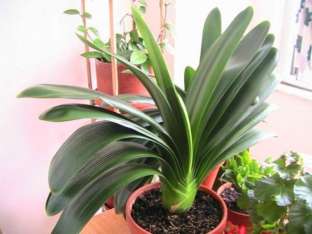 Trooppinen kukka kaffir lily