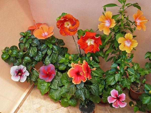 Sisätilan hibiskin hämmästyttävä kauneus