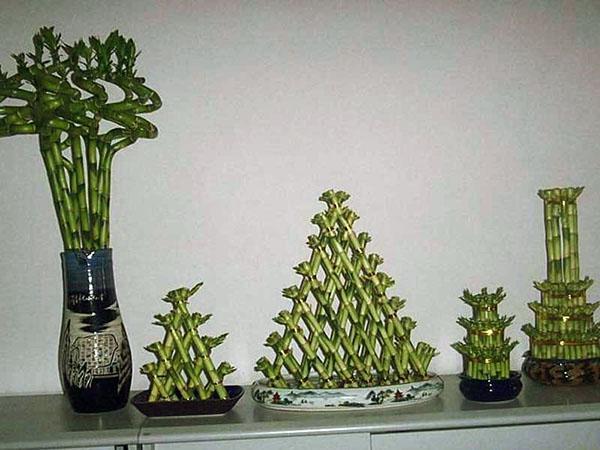 Upeat sävellykset Dracaena Sanderilta