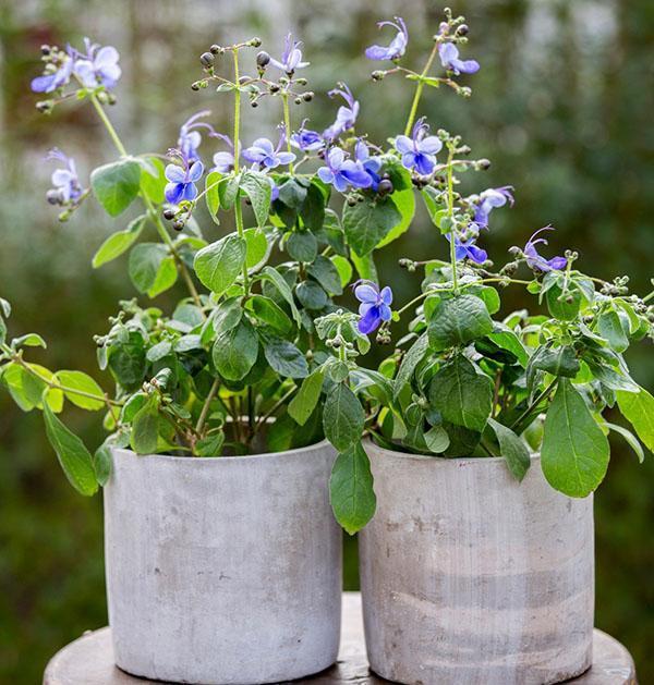 Ugandan Clerodendrum rakastaa kirkkaita valoja