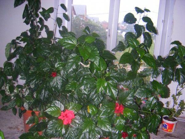 Huoneessa, jossa hibiscus seisoo, on aina raikasta ilmaa