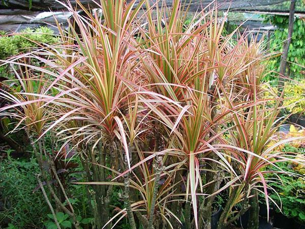 Dracaena-yläreunat