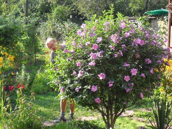 Kasvava hibiscus Keski-Venäjällä