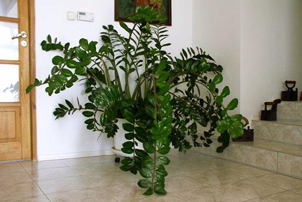Zamioculcas huoneen sisätiloissa