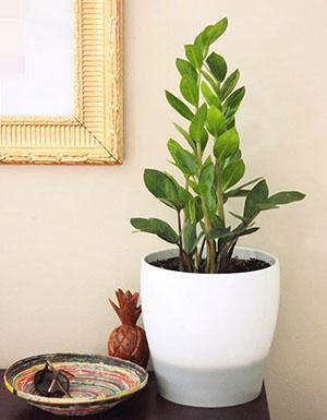 Zamioculcas tilavassa potissa