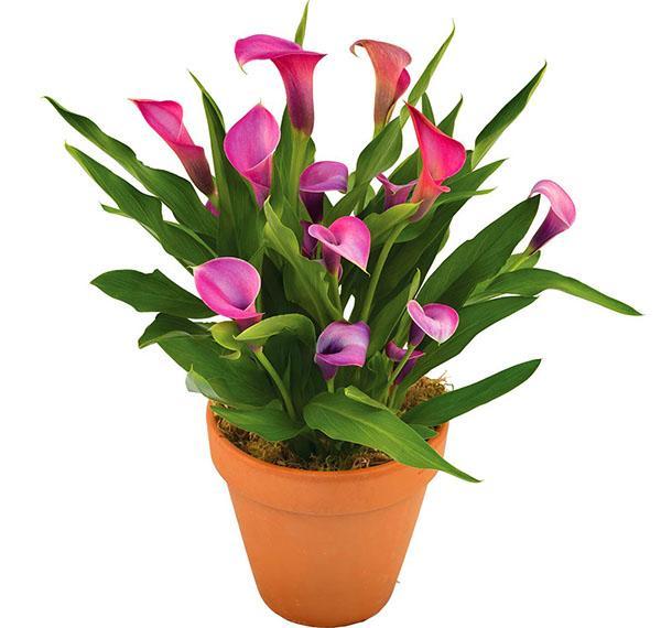 Zantedeschia kuuluu aroidiperheeseen