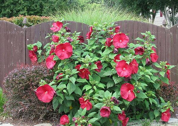 nurmikasvien hibiscus kukkii