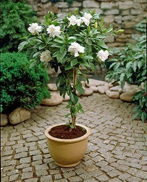 Gardenia jasmiini ruukussa