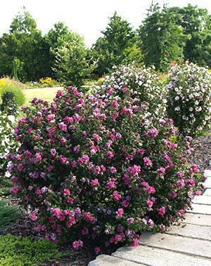 Syyrian hibiscus henkilökohtaisella juonella