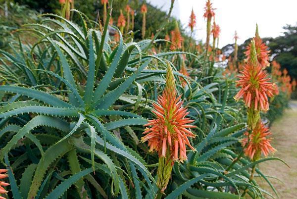 Aloe kukkii