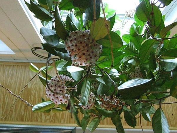 Hoya vaha muratti kukkii