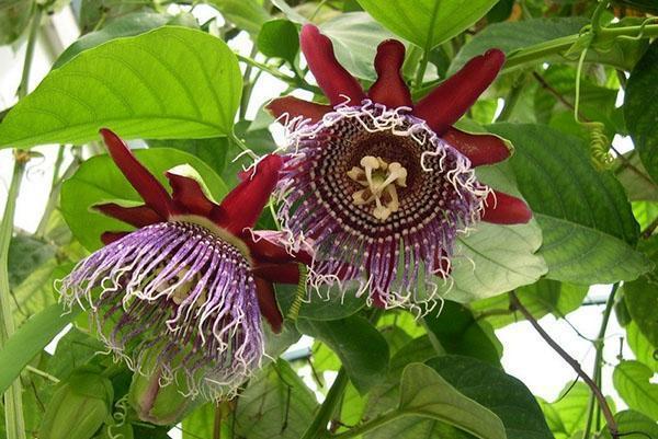Passionflower kukkii