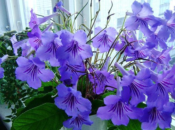 Streptocarpus kukkii ikkunalaudalla