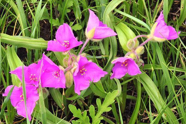 Tradescantia kukkii