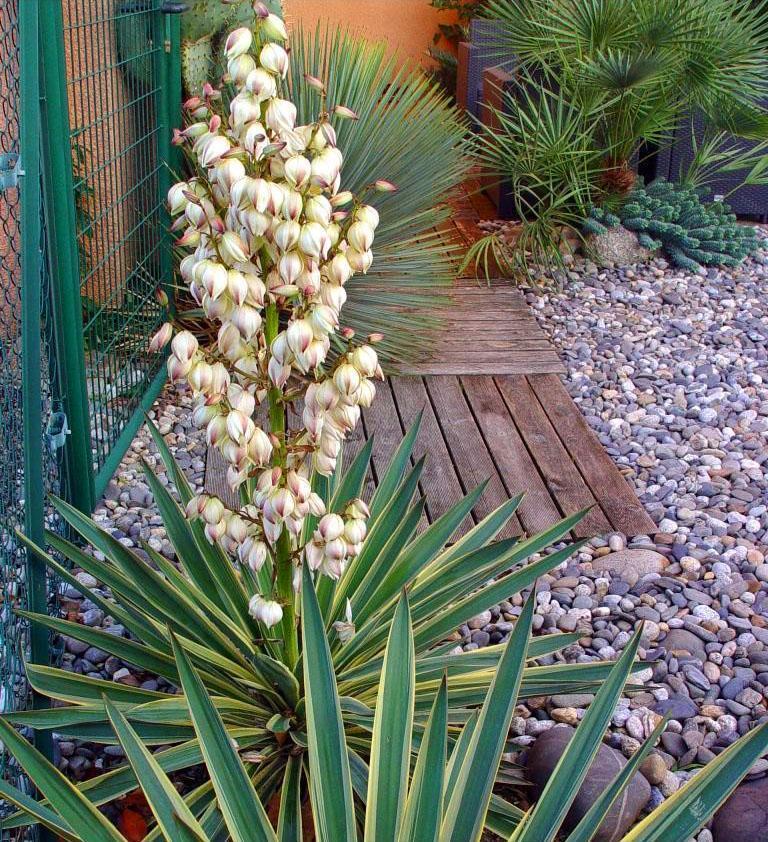Yucca kukkii