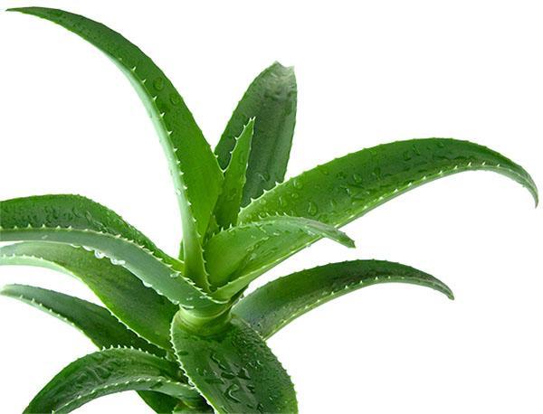 Käytä lääkinnällisiin tarkoituksiin 3-vuotiasta aloe