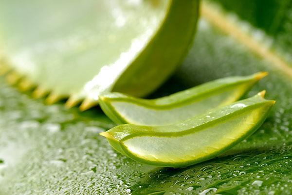 Aloe-uutteen valmistamiseen käytetään aikuista kasvia.