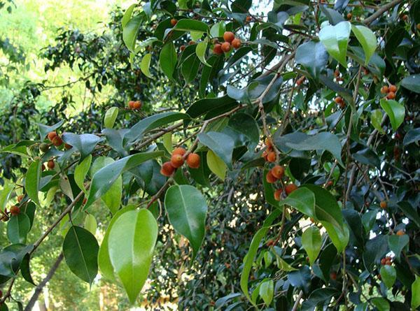 Ficus Benjamin luonnossa