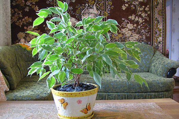 Ficus Benjamin sisätiloissa