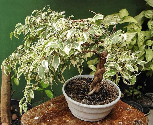 Ficus Benjamin sisätiloissa