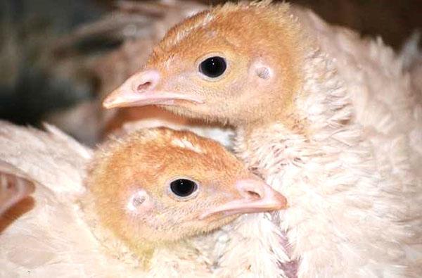 Turkki-poultit kärsivät todennäköisemmin erilaisista sairauksista kuin aikuiset linnut.