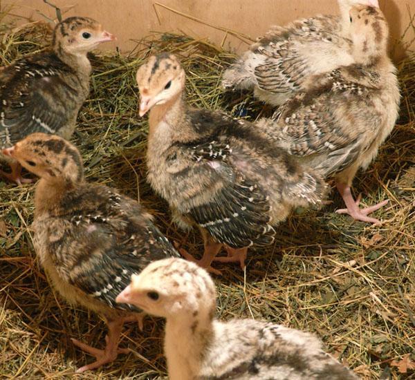 Kalkkunan poultit mukavissa olosuhteissa