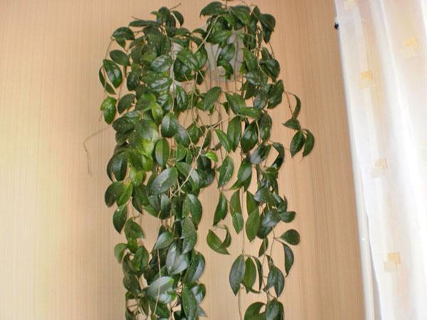 Hoya sisätiloissa