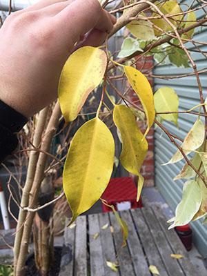 Ficus-lehdet muuttuvat keltaisiksi ja putoavat