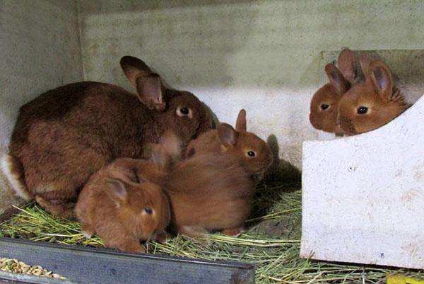 Uusi-Seelannin punaiset puput kuukausittain