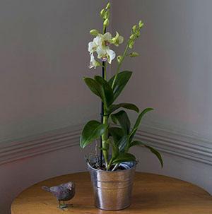 Dendrobium-orkidea alkaa kukkia