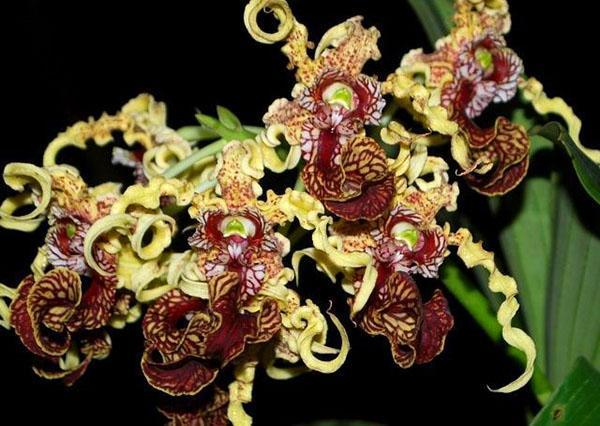 Dendrobium-orkidean epätavallinen kukinta