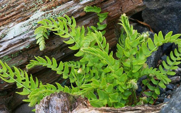 Alamittainen woodsia