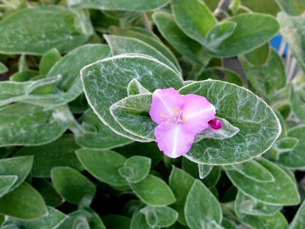 Kaareva lehtien tradescantia
