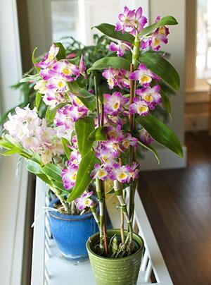 Dendrobium-orkidea sisätiloissa