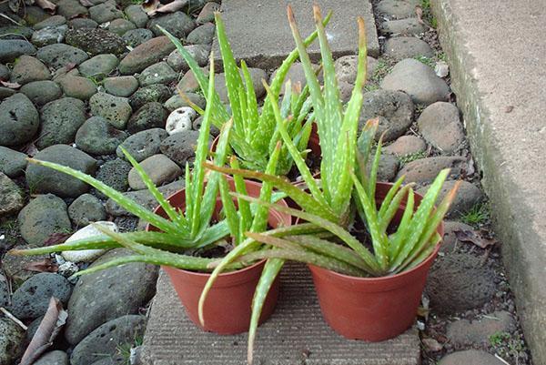 aloe vera moisture [VEGAN BEAUTY] Mild & Moisture ALOE VERA Watery Gel & Gel Tube main image 1